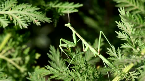 Una-Mantis-Religiosa-Sigue-Esperando-Una-Presa-Entre-La-Vegetación