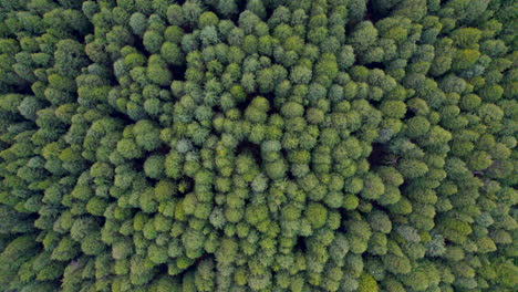 Toma-De-Arriba-Hacia-Abajo-De-árboles-Desde-Un-Dron-En-Himachal-Pradesh-En-India