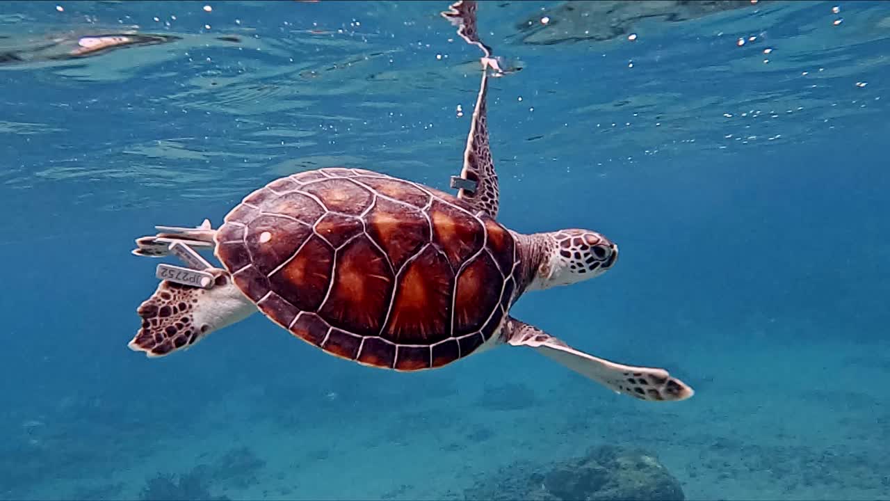 Solitary Sea Turtle Swimming In The Blue Ocean - medium underwater shot