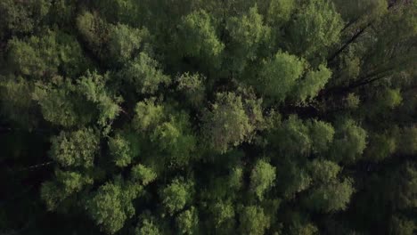 aerial view of a forest in spring, rich and vivid colors of trees in poland