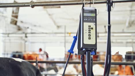 cow milking facility and mechanized milking equipment. farming, automated technology equipment, agriculture industry and animal husbandry concept.
