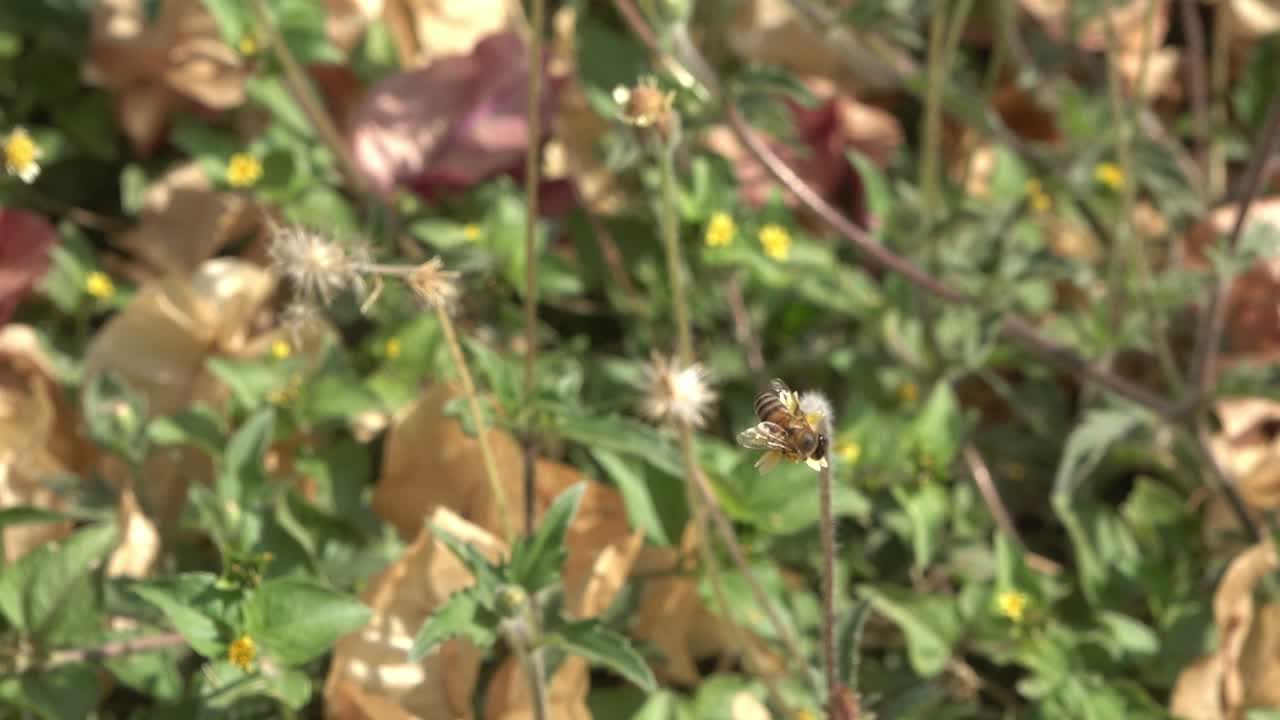 una abeja de miel volando alrededor de una flor amarilla