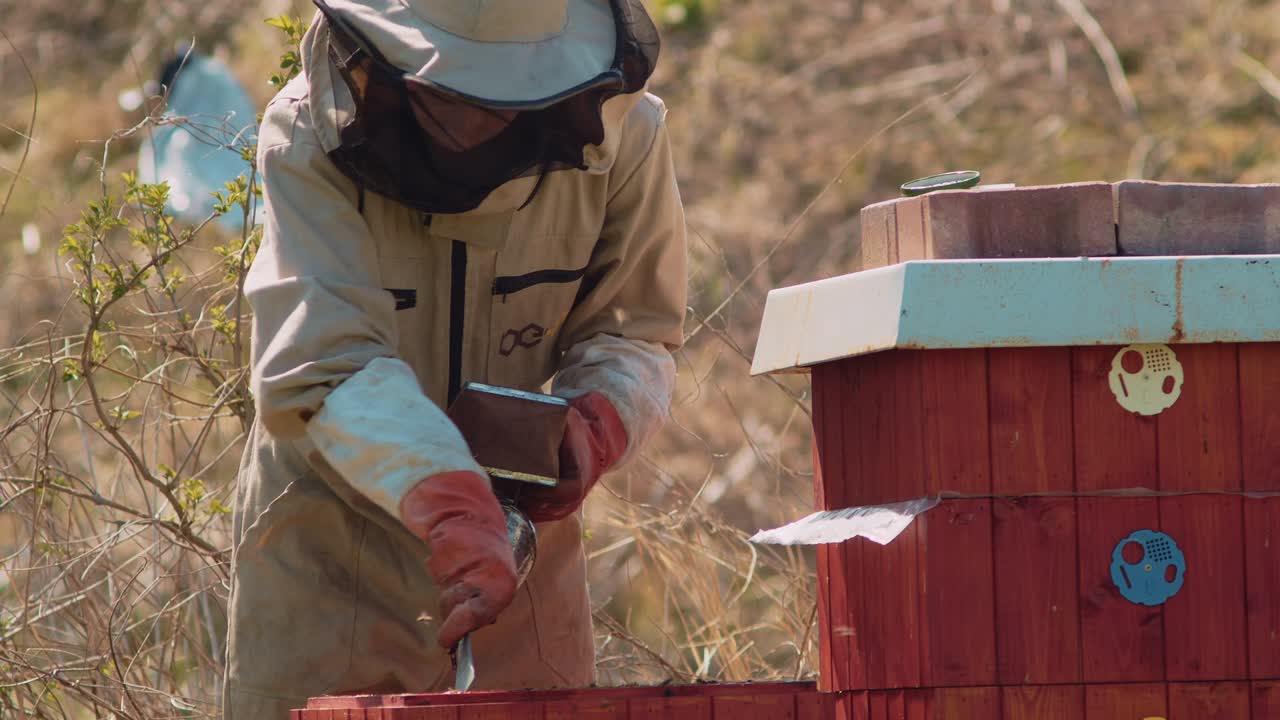 A beekeeper bends over a hive with a honey harvesting tool and a smoker