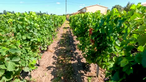 lush vineyard rows under clear blue sky