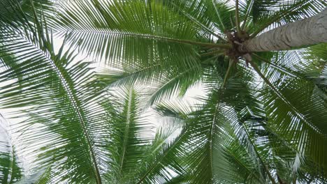 Beautiful-tropical-palm-trees-low-angle-view-with-rotation-on-vacation