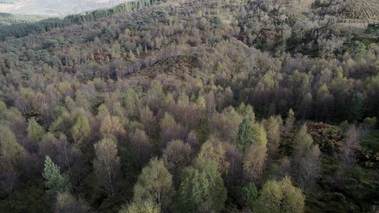 A drone flies backwards and tilts up to reveal the canopy of a native birch tree forest in full autumn colour set amongst a hilly landscape