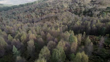 un dron vuela hacia atrás y se inclina hacia arriba para revelar el dosel de un bosque de abedules nativos en pleno color otoñal ubicado entre un paisaje montañoso
