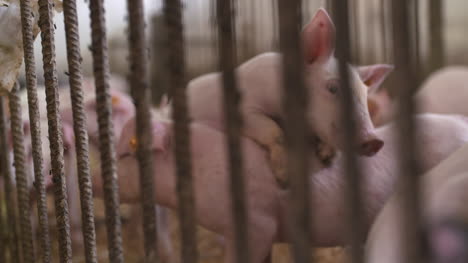 pigs piglets on livestock farm 1