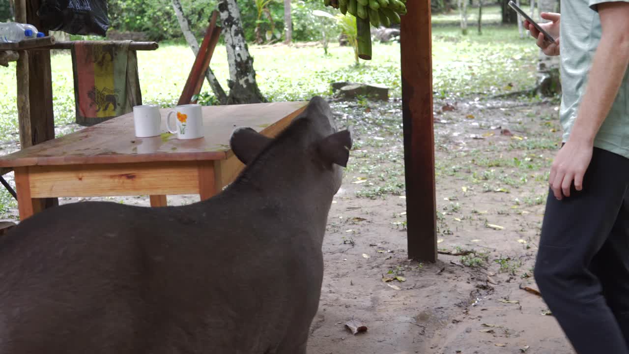 South American tapir Amazonian maned mammal wildlife conservation Bolivia jungle
