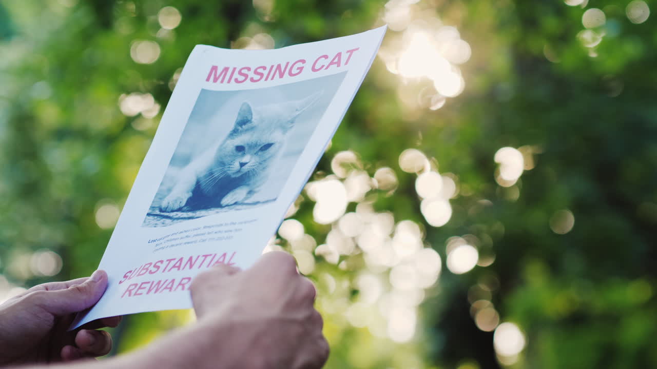 manos con el anuncio del animal desaparecido - gato doméstico