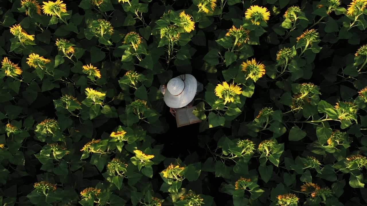 소녀는 해바라기 사이에 숨겨진 책을 읽습니다.