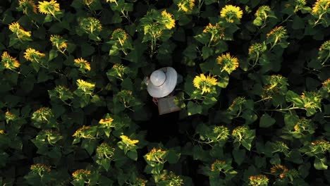 Mädchen-Liest-Ein-Buch,-Das-Zwischen-Sonnenblumen-Versteckt-Ist