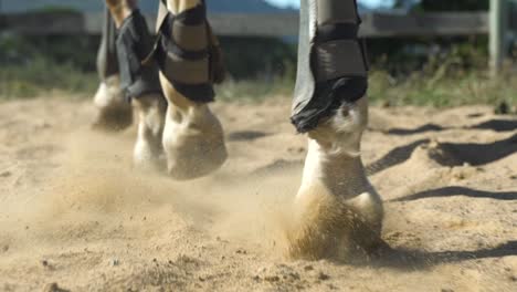 close up shot of a horse's legs while trotting on sand in a rounded pen