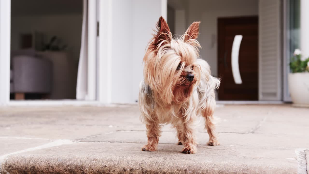 Piccolo cane a pelo lungo in piedi su un gradino di cemento all'ingresso, che alza la testa, con un fiocco, che scruta a destra