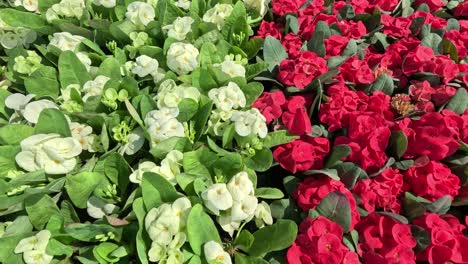 time-lapse of euphorbia milli flowers blooming