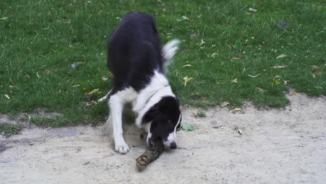 Ein-Border-Collie,-Der-Extrem-Hechelt-Und-Mit-Einem-Stock-Apportieren-Spielen-Will