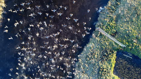 flock of birds feeding on ditch then fly away at stolwijk in netherlands