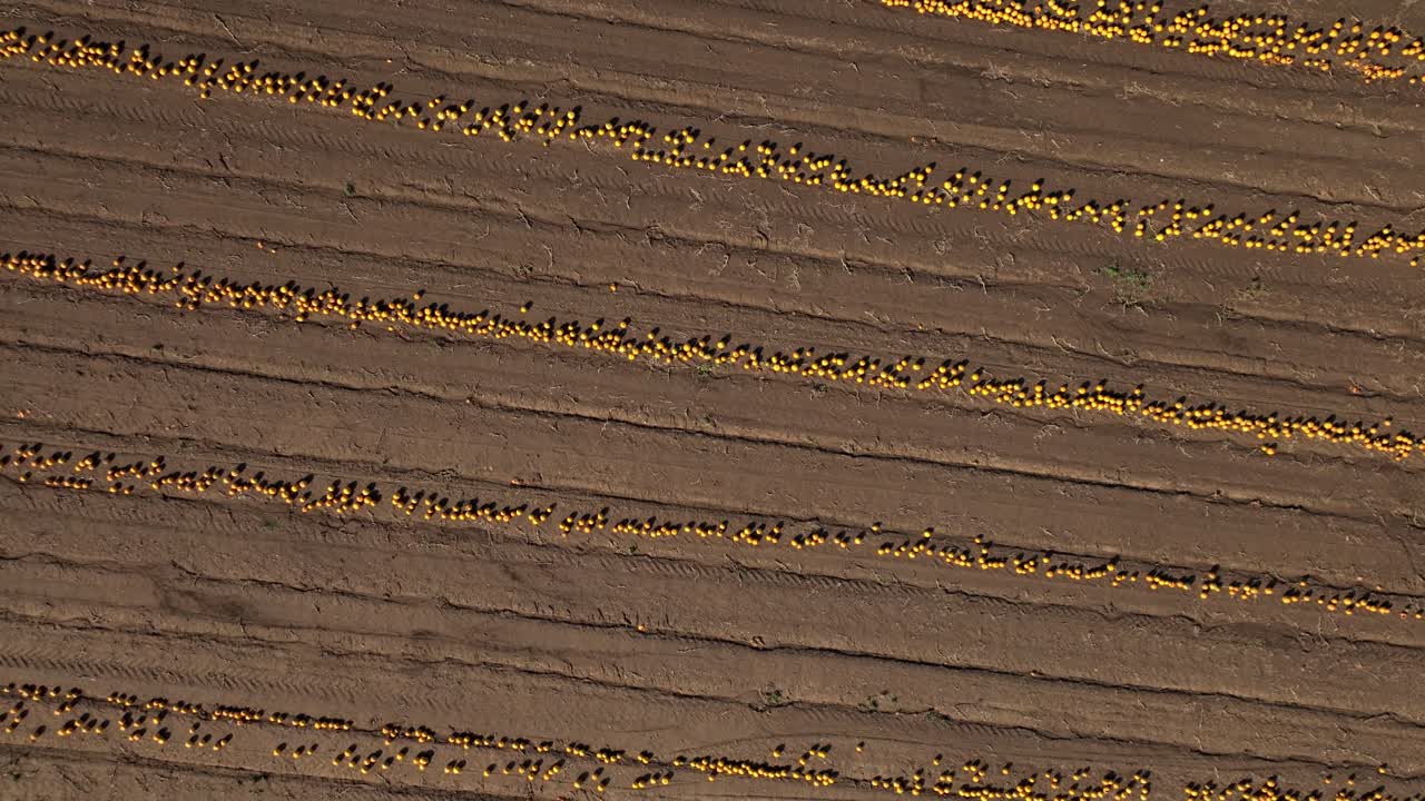 Bird's Eye View Of Pumpkin Farm Land - drone shot