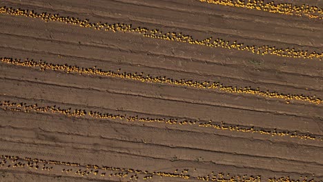 Bird&#039;s Eye View Of Pumpkin Farm Land - drone shot