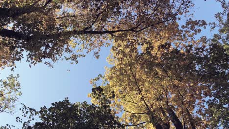 Leaf-falling-view-through-the-autumn-foliage-in-the-beautiful-forest-woodland-as-the-trees-dancing-and-whirling-in-the-wind