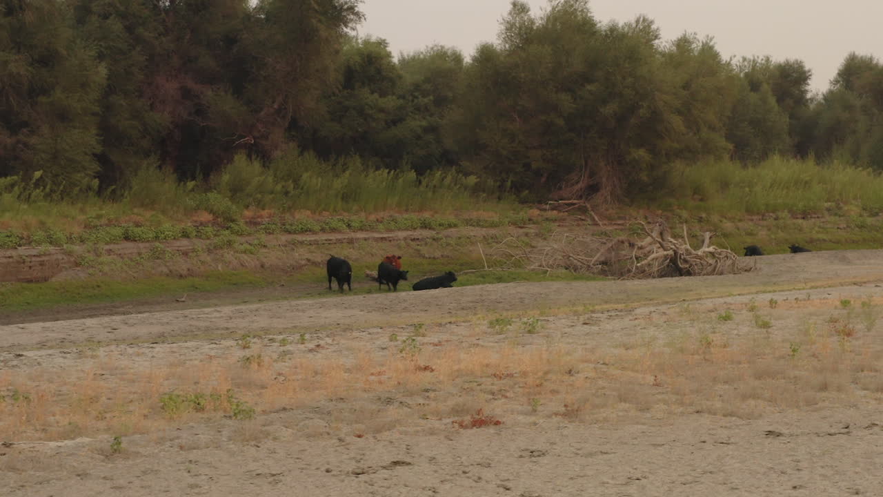 말린 올랜도 뷰트 호숫가 근처에서 풀을 뜯고 있는 소의 조감도