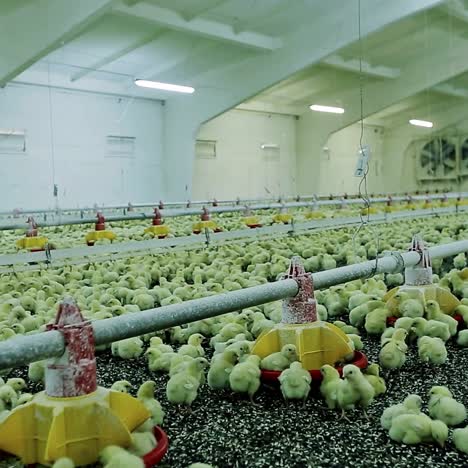 pollos pequeños en la granja