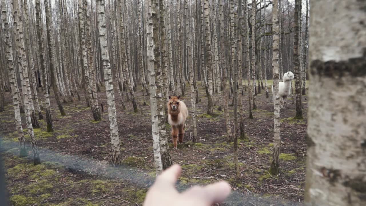 En hånd kalder den brune alpaka.