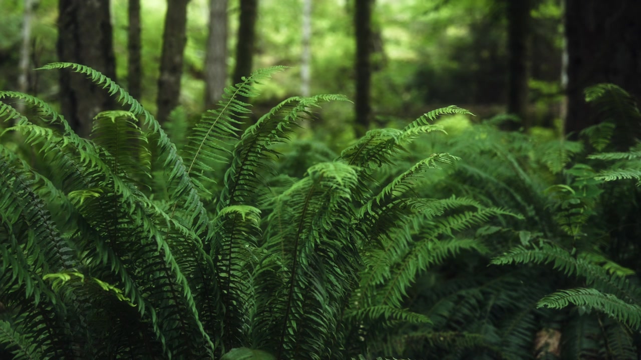 Cespugli di felci che crescono tra i cedri nella foresta pluviale temperata