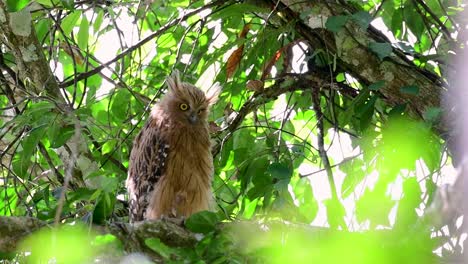 the buffy fish owl is a big owl and yet the smallest among the four fish owls
