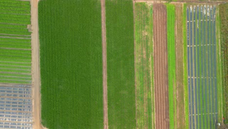 toma aérea aérea de un campo de lechuga cultivada simétricamente en diferentes tonos de verde