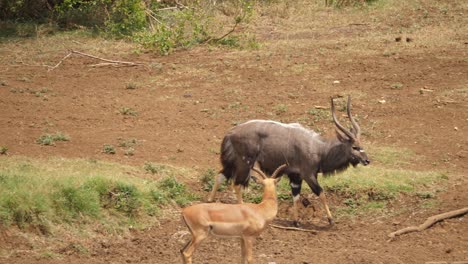 El-Antílope-Nyala-Macho-Se-Une-A-Impala-En-Un-Fangoso-Pozo-De-Agua-Africano-Para-Beber