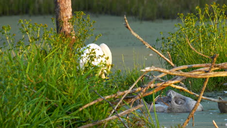 a swan nestled among tall grasses near a tree and a lake, partially hidden from view