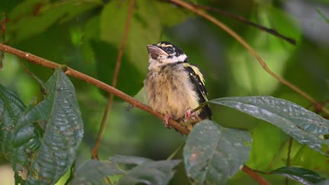 Pico-Ancho-Negro-Y-Amarillo,-Eurylaimus-Ochromalus,-Tailandia