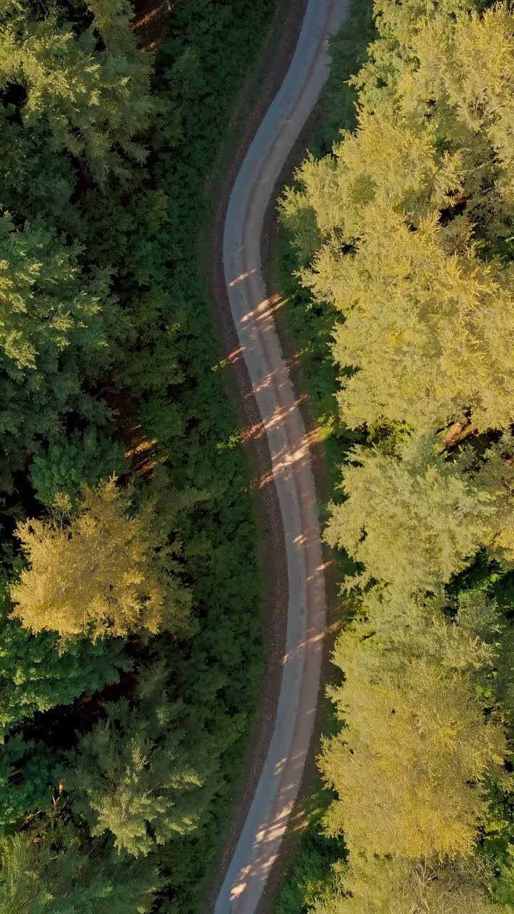 Vista aerea di una strada tortuosa che attraversa una foresta lussureggiante, mettendo in mostra un fogliame verde vibrante