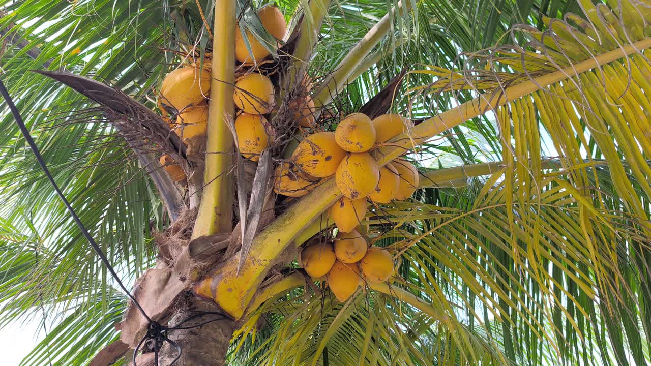 A Yellow Coconut (Kelapa Gading or Cocos nucifera) is featured on the palm. Its golden-yellow husk makes it a popular choice for both ornamental planting and fresh fruit harvesting