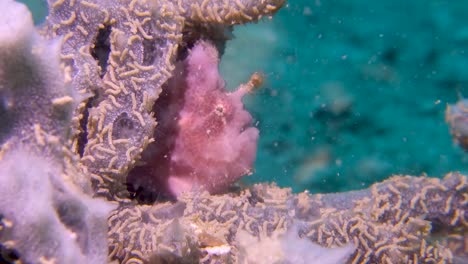 Small-Pink-Spotfin-Frogfish-Antennatus-Nummifer-Peaks-Out-from-Soft-Coral-Branch