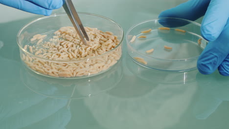 investigador farmacéutico realiza experimentos con gusanos 3