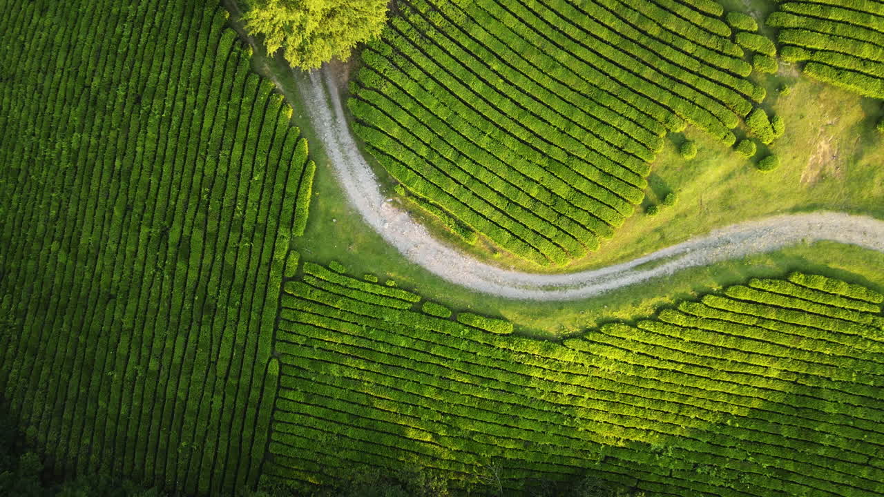 차 농장 한가운데의 도로, 러시아의  ⁇ 은 저녁 - 위아래, 드론  ⁇