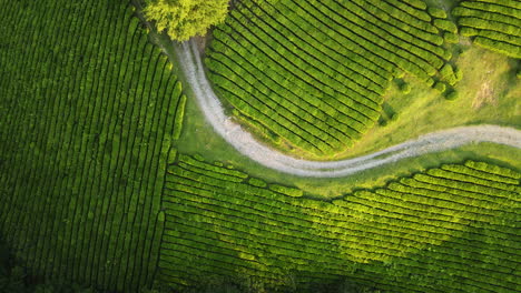 camino en medio de una plantación de té, noche soleada en rusia - de arriba hacia abajo, disparo de avión no tripulado