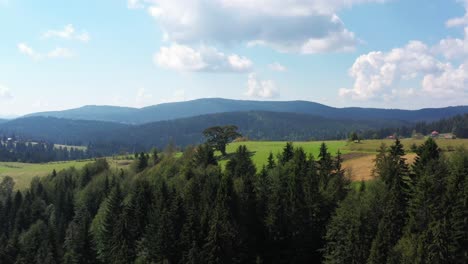 500 year-old pine tree overlooking serbian mountain valley, sveti bor, aerial