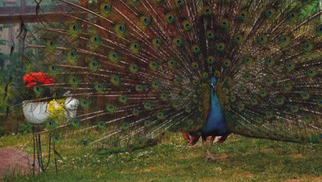 Primer-Plano-De-La-Cabeza-De-Un-Pavo-Real-Azul-Adulto