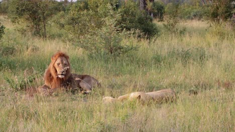 León-Africano-Macho-Dorado-Se-Acuesta-En-Hierba-Seca-Alta-Con-Pareja-Femenina