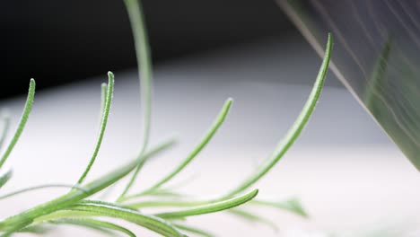 a sprig of rosemary is cut with a knife