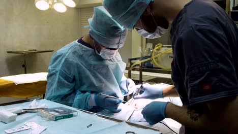 surgical operation of a dog in a veterinary clinic