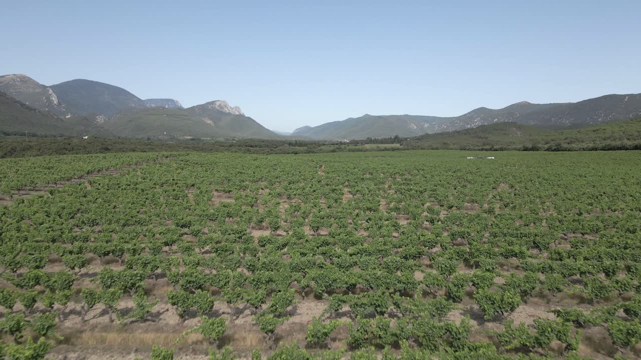 vuelo bajo sobre viñedo verde hacia los trabajadores que inspeccionan las vides de uva