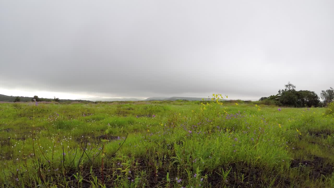 몬순 구름은 장마철에 인도 서부 가츠 산꼭대기의 풀과 꽃 위로 지나간다