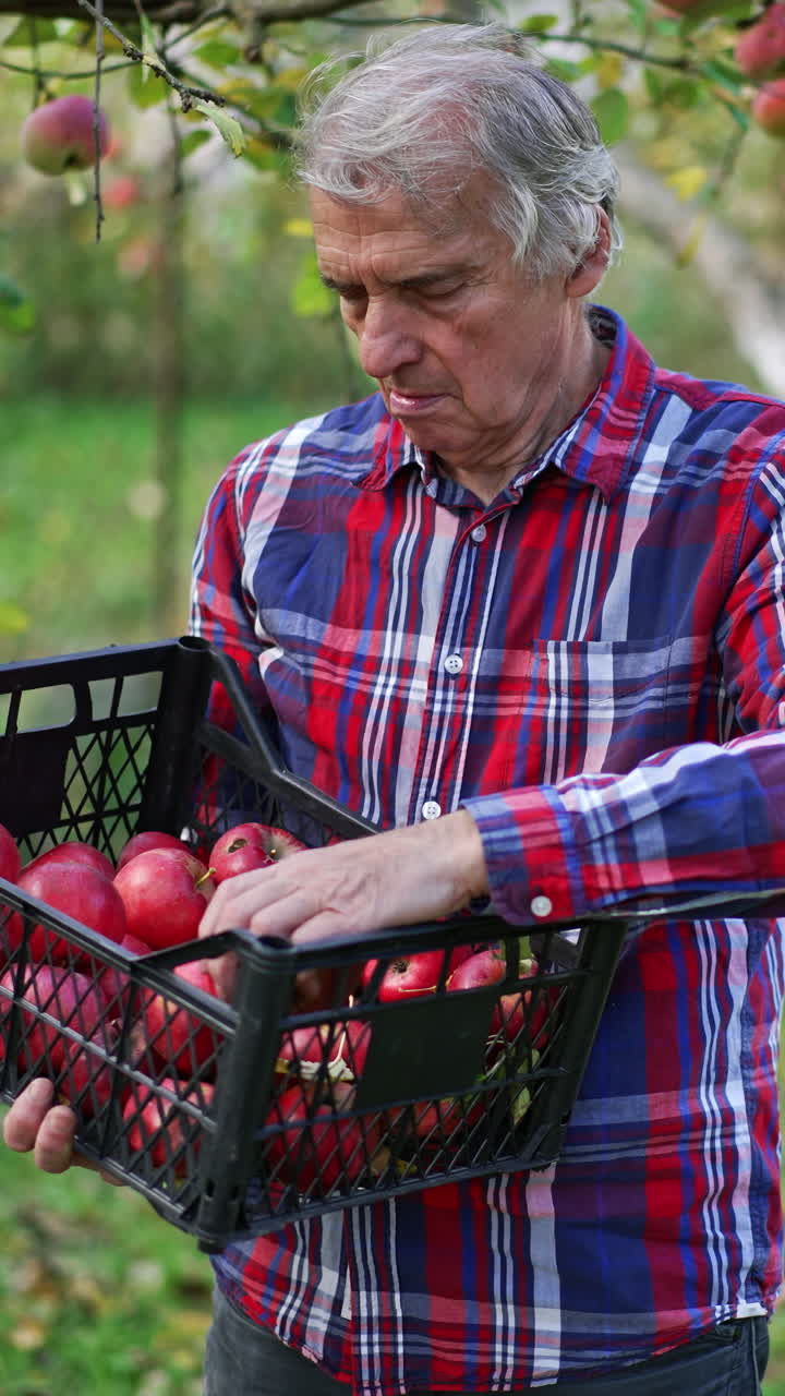Farmer looking through the apples gathered into the box. Man smells the ripe fruit and shows one to the camera. Vertical video