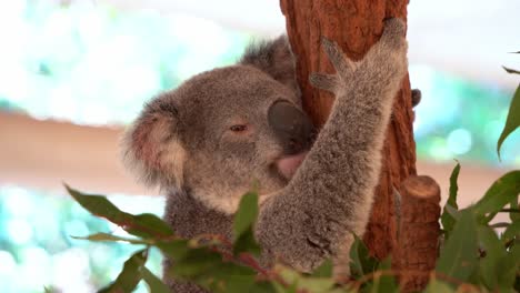 el somnoliento koala del norte, phascolarctos cinereus, abrazando el eucalipto, moviendo ligeramente sus orejas esponjosas, soñando despierto durante el día, toma de cerca