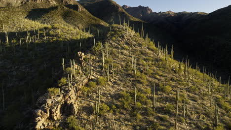 drone footage flying up over sonoran desert