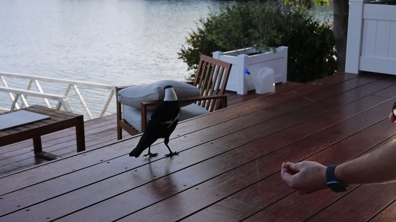 Magpie approaches and pecks at object near human hand